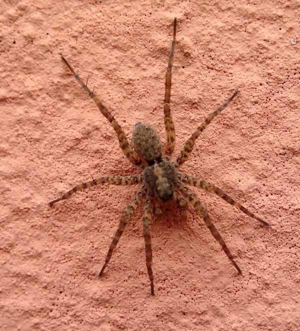 Pardosa sp.